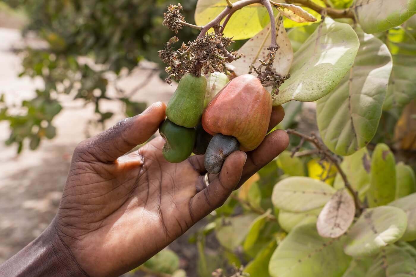 How are Cashews Harvested